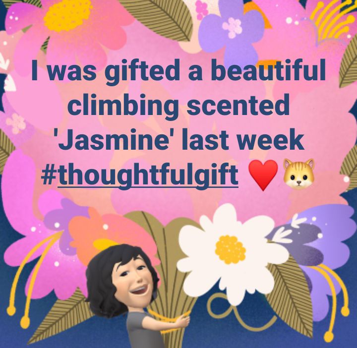 I was gifted a beautiful climbing scented 'Jasmine' last week
#thoughtfulgift ♥️🐱 @ngsgardenhook #nowwheretoplantit 🤔 @Dougthegardener  @LizzieRose_Hull