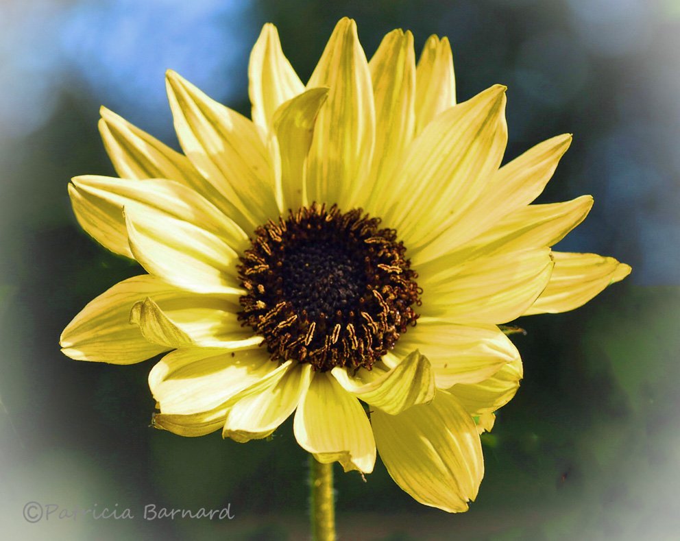 Helianthus 'Vanilla Ice', a lovely pale yellow Sunflower. Have a good Sunday everyone...🌻 #Flowers #gardening #nature #Sunflowers #flowerphotography #GardeningTwitter