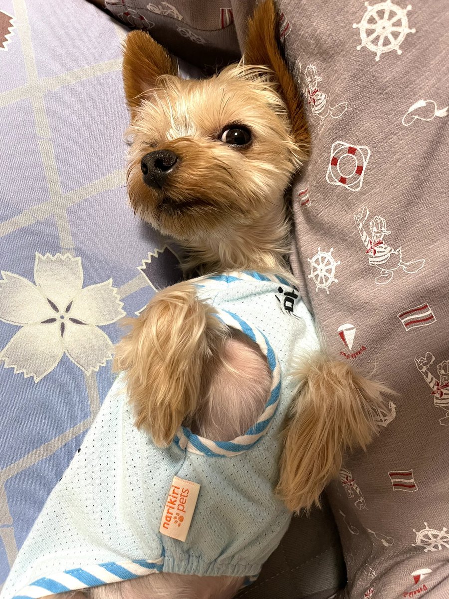 小型犬用 コート サファイヤミンク 袖付き シルバーFOX襟付き 3号サイズ