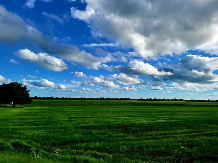 Alpha MAKANERA tweet media