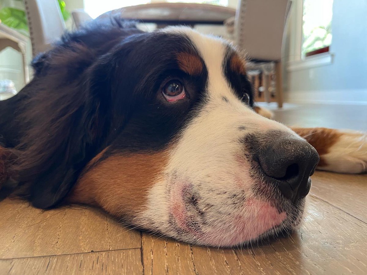 eoshaughnessy's tweet photo. Poor Dolly got bit by a rattlesnake on her face yesterday! She got anti-venom and is recovering well, getting lots of love (and treats). 🐍🐶 #bernesemountaindog https://t.co/w2aA6K5gSU