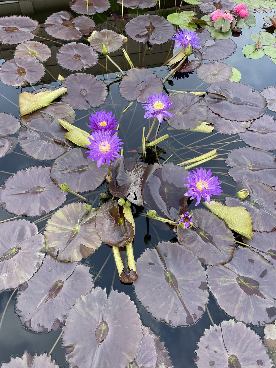A good rule of (green) thumb: always go to the botanical garden of whatever city you’re visiting, including your hometown. 💚

Loved revisiting one of my favorite ATL places: <a href="/AtlBotanical/">Atlanta Botanical Garden</a>