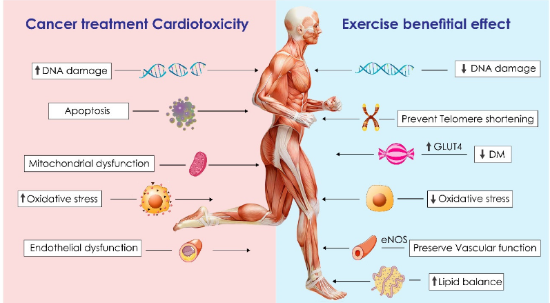 Amazing review from 🇮🇱!!!
#CardioOncology Rehabilitation -  
#Cardioonc #prevention #fightingcancer #Cancer 
@RenatoVargas0 @kohler_jc @AdamPotterMDPhD @arjunkg @drtarsh @Dr_Iakobishvili @franckthuny @DrGuptaD @oncology_cardio @evagcamacho @alexmvarela @jcmoreirasanto1