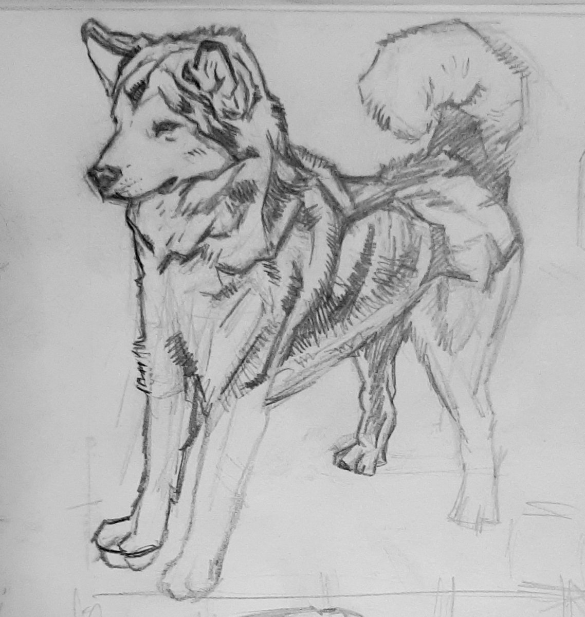 Doing a project with a dog (an Alaskan Malamute), so thought I'd figure out how dogs work. Now I know what a hock is.
#wip #Artist #Dog #process #anatomy #ComicArt #howtoTHINKwhenyouDRAW