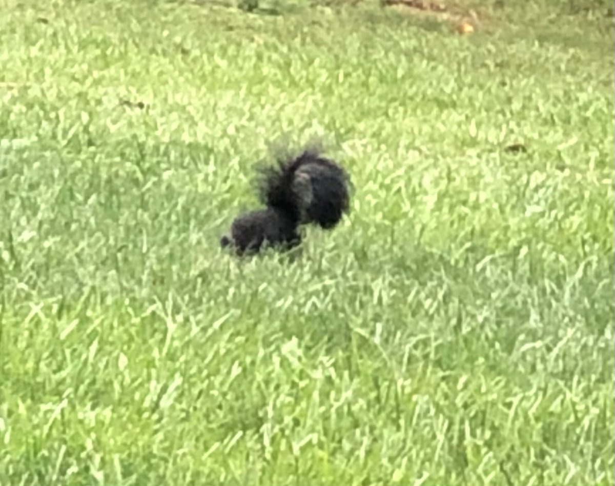 stumpybushman's tweet image. A little stanky stank in the yard #skunk