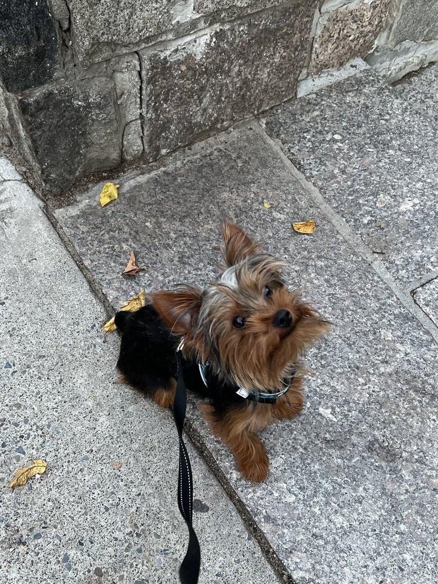 FitzTheYorkie21's tweet photo. Spreading some love on this fine Sunday morning. https://t.co/edRh9uVHvb