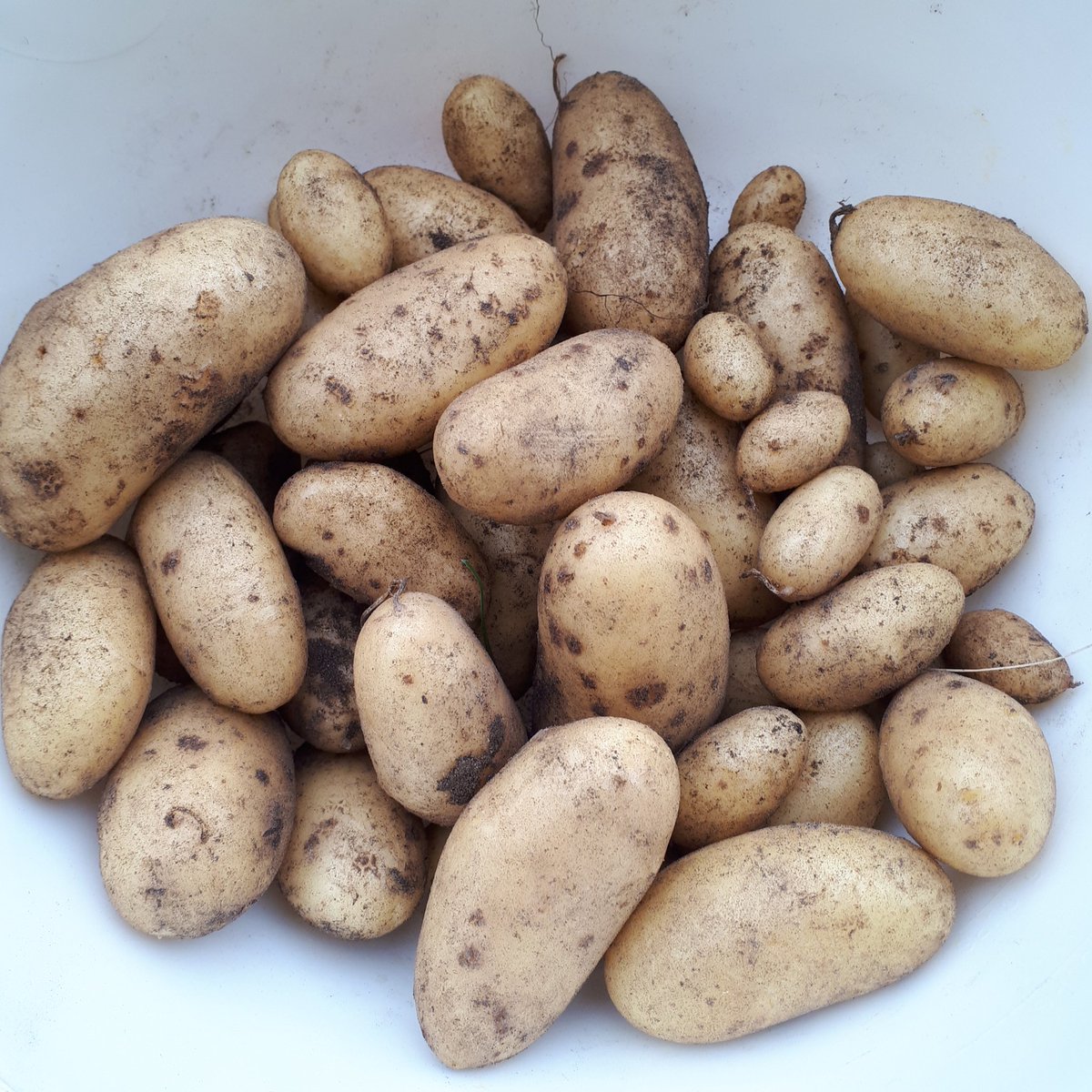 debdchapman's tweet photo. A much needed break from door knocking. Harvest time! First time growing potatoes. https://t.co/9gZoPo26KP