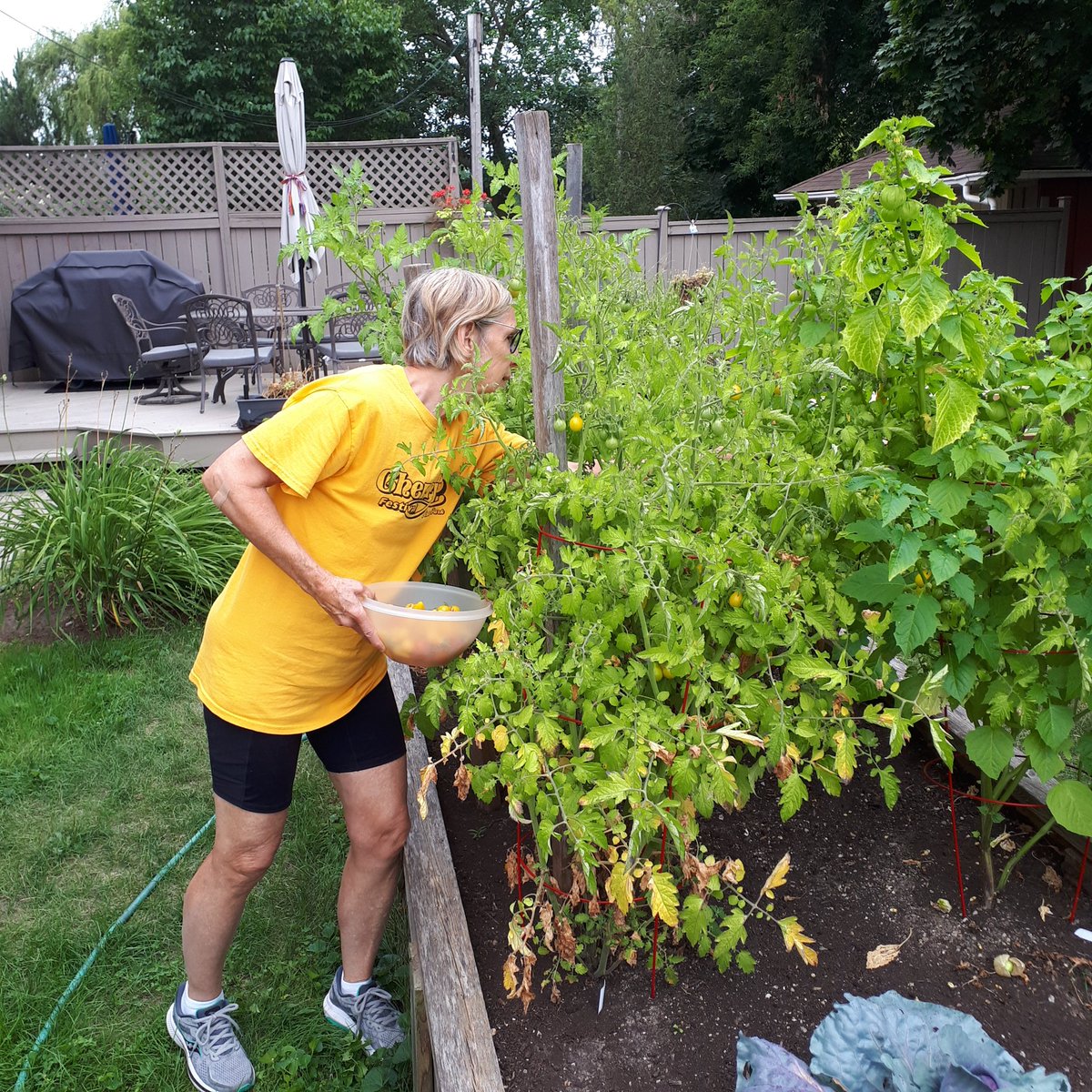 debdchapman's tweet photo. A much needed break from door knocking. Harvest time! First time growing potatoes. https://t.co/9gZoPo26KP