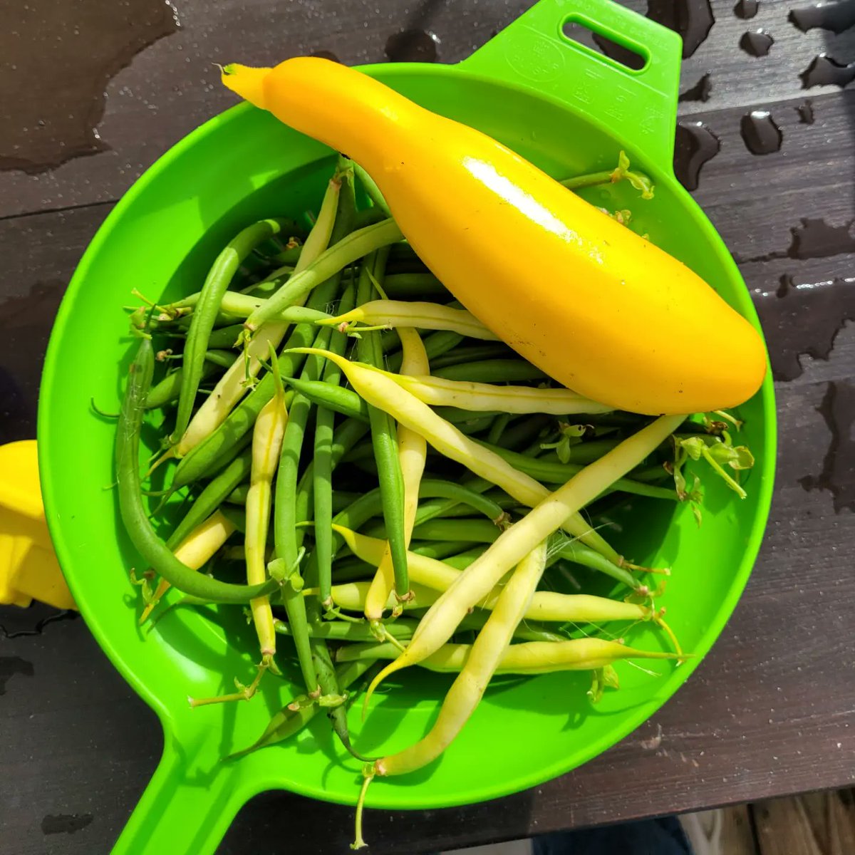 MelanieDuring's tweet photo. First bean harvest of the year is really late compared to last year, thankfully this summer seems to last a little longer. Also picked my first little zucchini. Shout out once more to my neighbours for watering them when we were gone!
#waxbeans #greenbeans #zucchini #ownharvest https://t.co/3Z0xq8SnDn