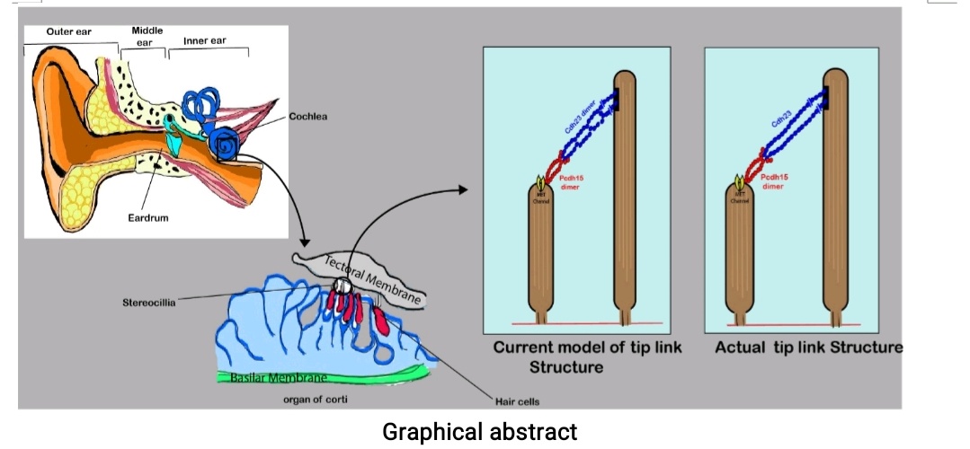 Veerpalsidhu (@veerpal87470619) on Twitter photo Redefining the structure of tip-links in hair-cells
The redefined structure of the tip - link is crucial for your uninterrupted hearing 👂.It conveys mechanical signals and dampens over excitation!!
biorxiv.org/cgi/content/sh…
<a href="/Rakshits2016/">Sabyasachi Rakshit</a> Redefining the structure of tip-links in hair-cells
The redefined structure of the tip - link is crucial for your uninterrupted hearing 👂.It conveys mechanical signals and dampens over excitation!!
biorxiv.org/cgi/content/sh…
<a href="/Rakshits2016/">Sabyasachi Rakshit</a>