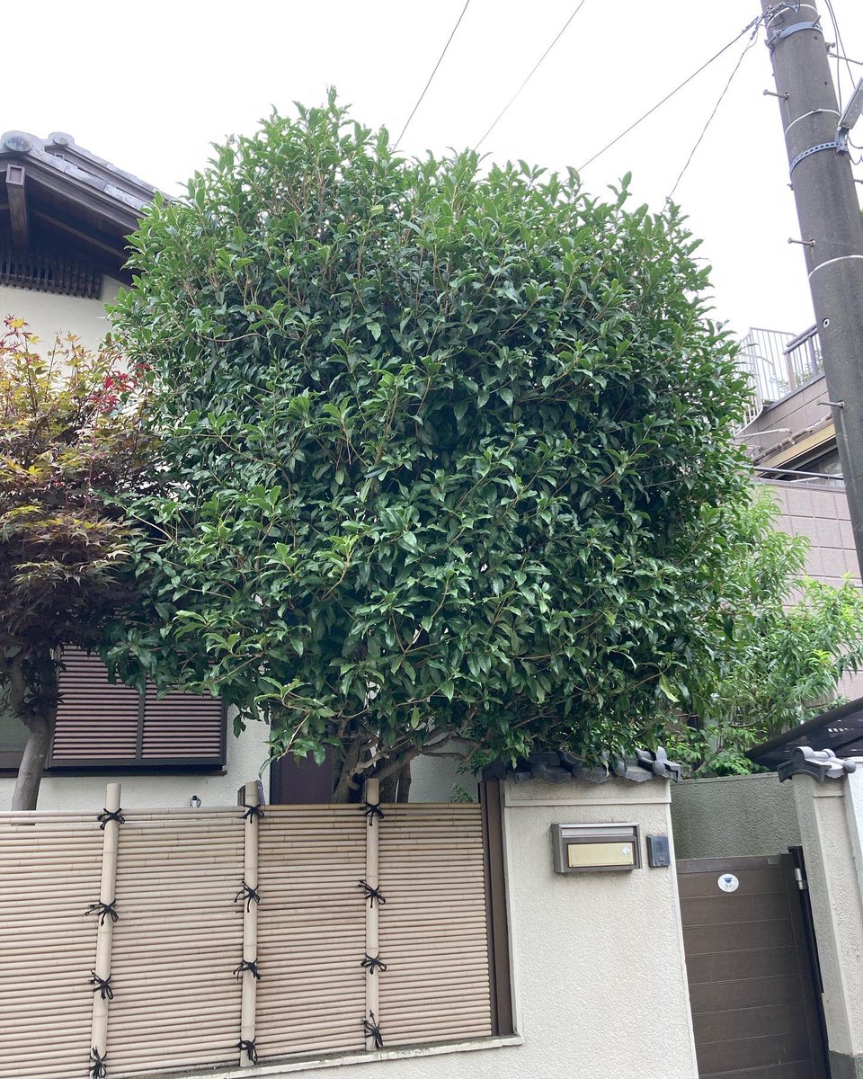 yanoteien's tweet photo. 2022.08.21
千葉県船橋市にて庭木の剪定でした。
昼はラーメン🍜食べました。
お疲れ様でした��
#矢野庭園 #造園業 #剪定 #金木犀 #ラーメン #ラーメンショップ #ネギラーメン #現場飯 https://t.co/7NS2JFql4d