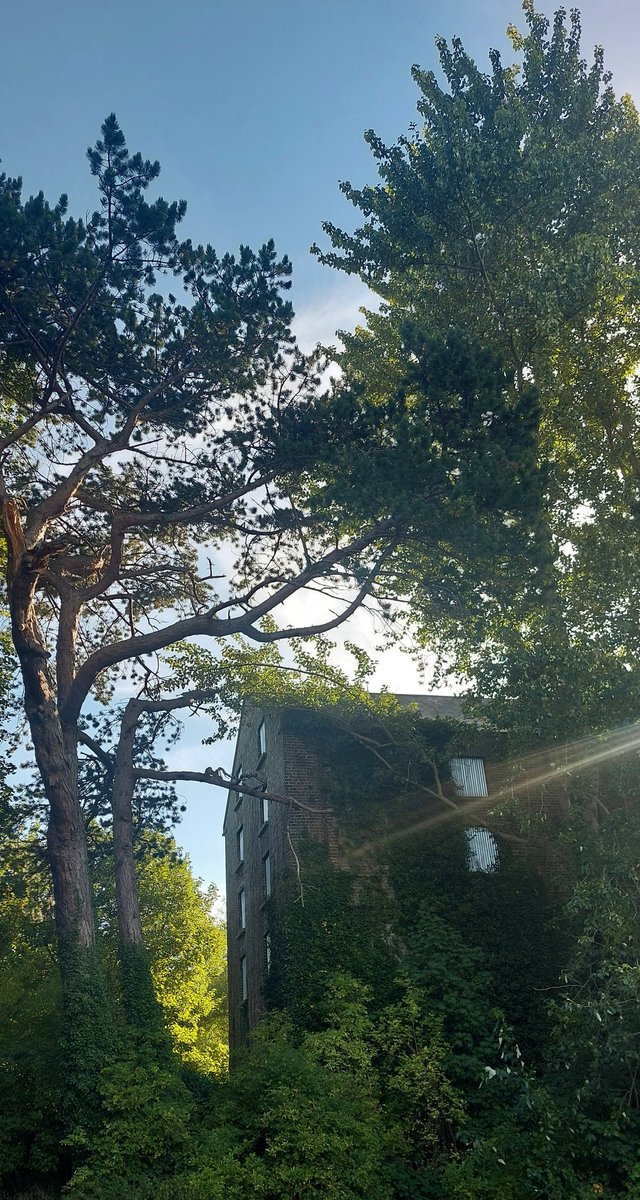 wlhaydock's tweet photo. A few pictures from this mornings walk. #cloudshapes #sweetchestnuttree #sunburst #palmerstownmills https://t.co/yv6p5LMNid