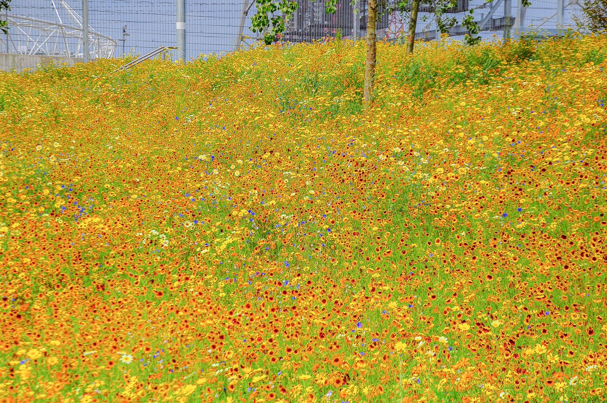 Nigel Dunnett tweet media