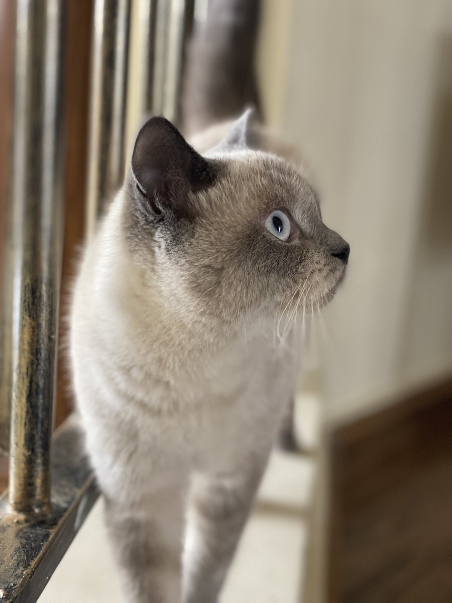 aishhaaq's tweet photo. Lost Cat (Iris ) in Abu Dhabi, MBZ please text me if you found her she’s been missing for 3 days 💔 #lostcat https://t.co/s7Tj9BNpYc