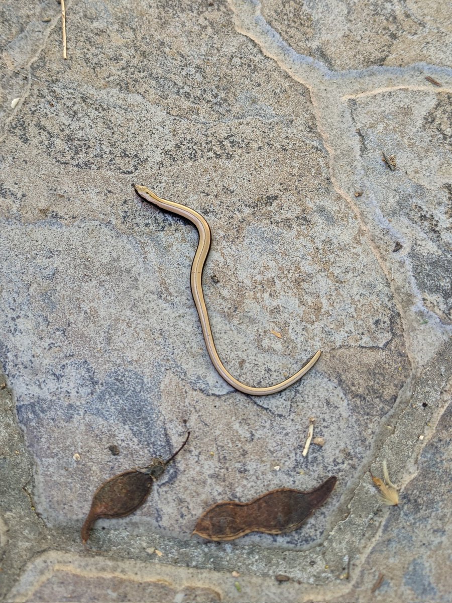 normarules's tweet photo. @agentsruralscat hem trobat aquesta serp a Montornès, uns 10cm. No hem sabut veure quina espècie és i si és autòctona. Ens ajudeu?? https://t.co/GRYSXdKozk