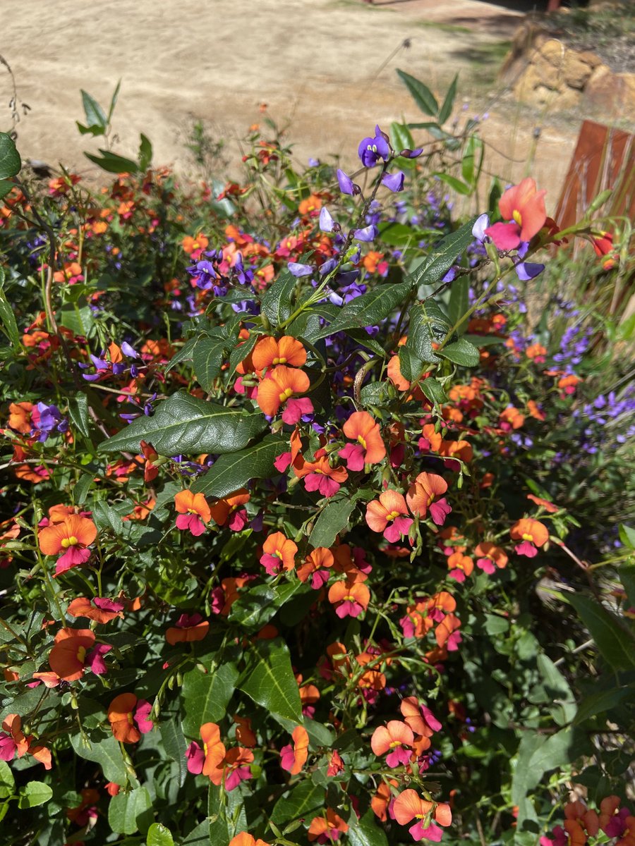 Judy Dunlop tweet media