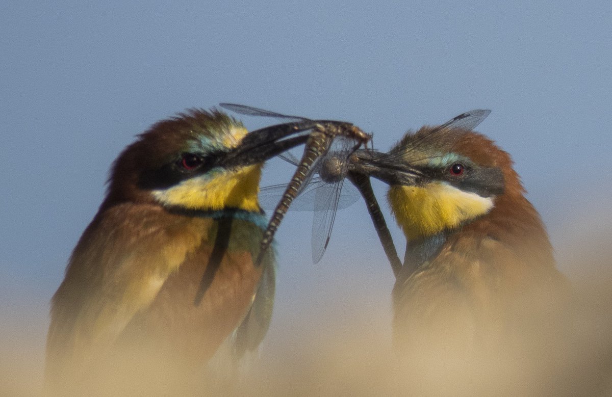 Gm frens, Have a wonderful day Happy weekend💞🕊️
~~~~
#EuropeanBeeeater
#nftart #photo #beeeater #PhotoOfTheDay #photonft
#nftphotography #NFTCommmunity
