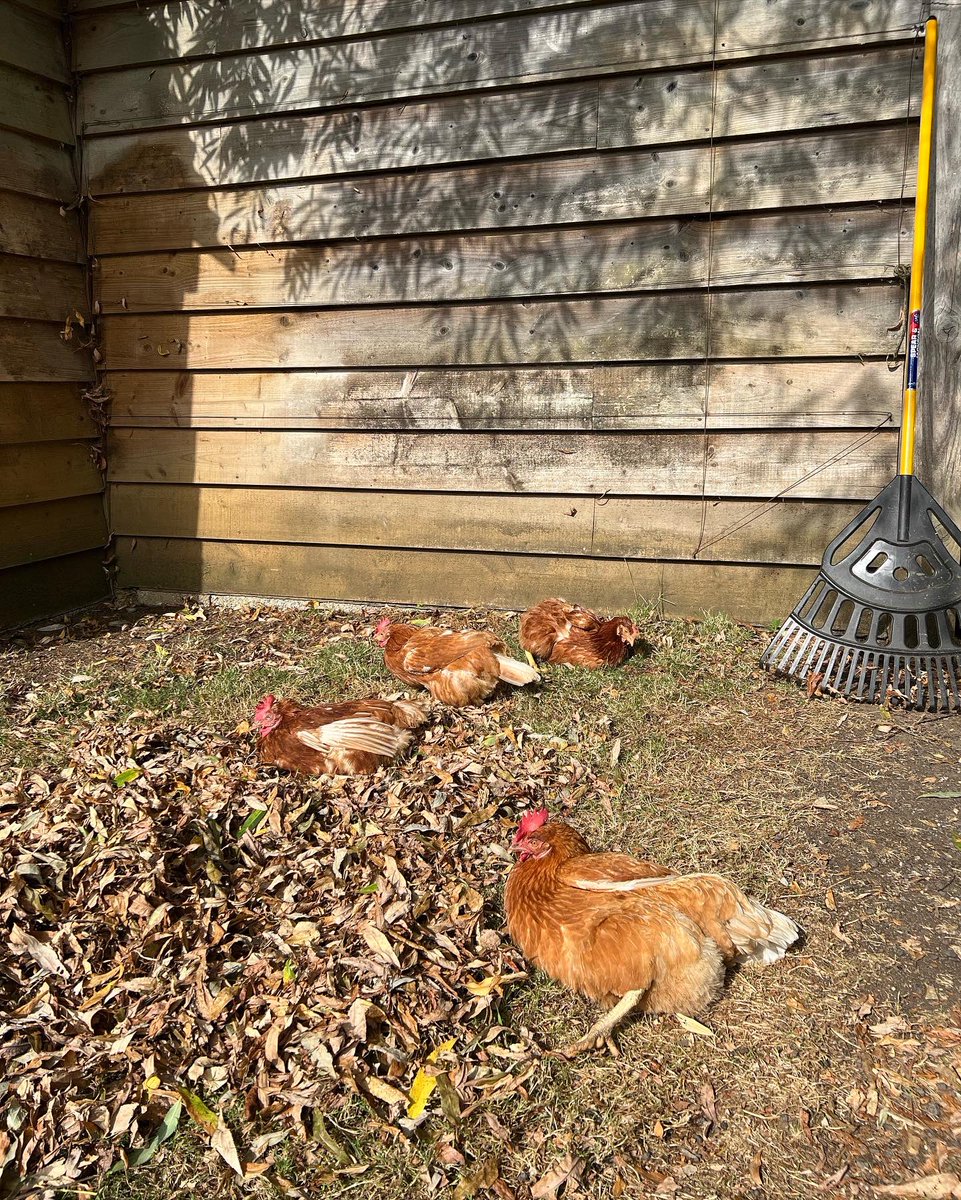 SomersetCool's tweet photo. This is a public service announcement. All raking of leaves has been indefinitely postponed, due to sunbathing hens in the work area 😂

#SundayMorning #rescuehens #exbatts  #hensareawesome #audrey #magic #marigold #ethel https://t.co/rVFxWtmSB0