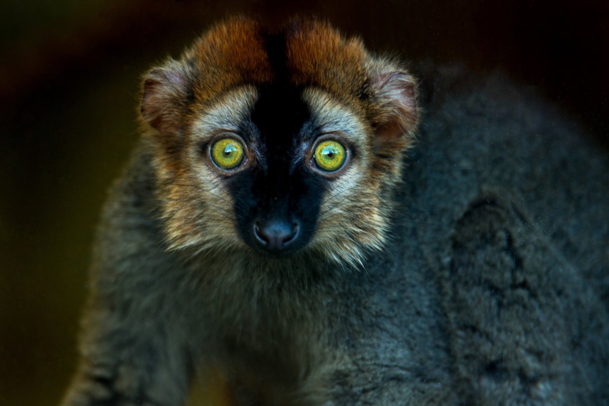 WelshMountainZo's tweet photo. Happy Sunday from our Red-Fronted Lemurs! π
β¨Did you know that you can become a Zoo parent to any of our animals? β¨
Find out more here π
https://t.co/BwYVAGSuWm
#OurPrimates #SupportingConservation #WelshMountainZoo #NationalZooOfWales
π· Shaun Wilson https://t.co/ZBUpCis4Zc
