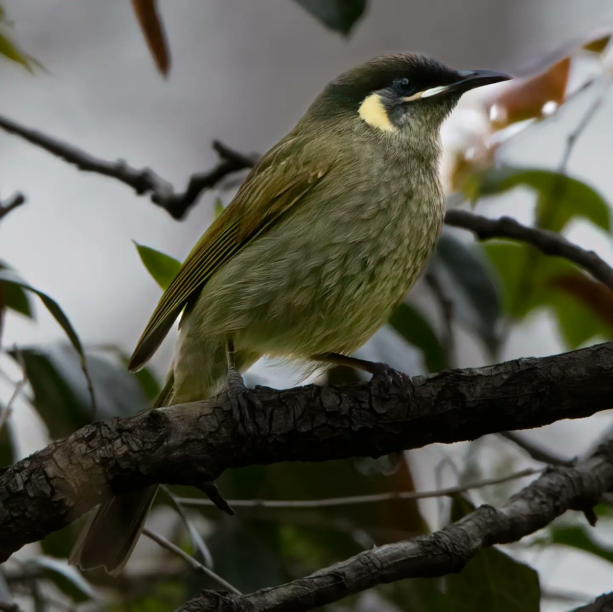 Lewin's honey eater #honeyeater #birdwatching #birds #Birdland #birdphotography #BirdsSeenIn2022 #BirdTwitter #bird #birdlife #bestbirds #birdwatchers #birdwatchingphotography #Canon #canonphotography #wildlife #wildlifeplanet #NaturePhotography #photo #PhotoOfTheDay