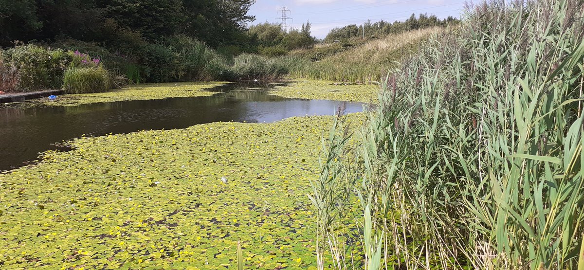 Two nearby urban ponds in #Kirkby #Merseyside, one biodiverse, one sterile. Why design something like that @KnowsleyCouncil when people need to connect with nature? @PondManUK @freshwaterbio @uclponds @jeremybiggs @ponds4climate @BES_AquaEco @UoM_EES @mmuwildlife @UrbanEcosystems