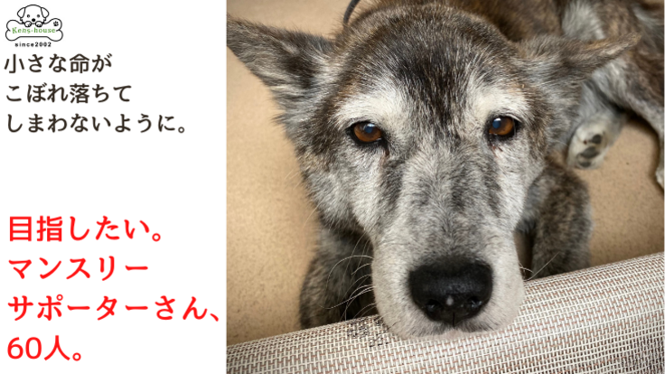 保護犬 ケンの家のボランティア Kennoyeah Twitter