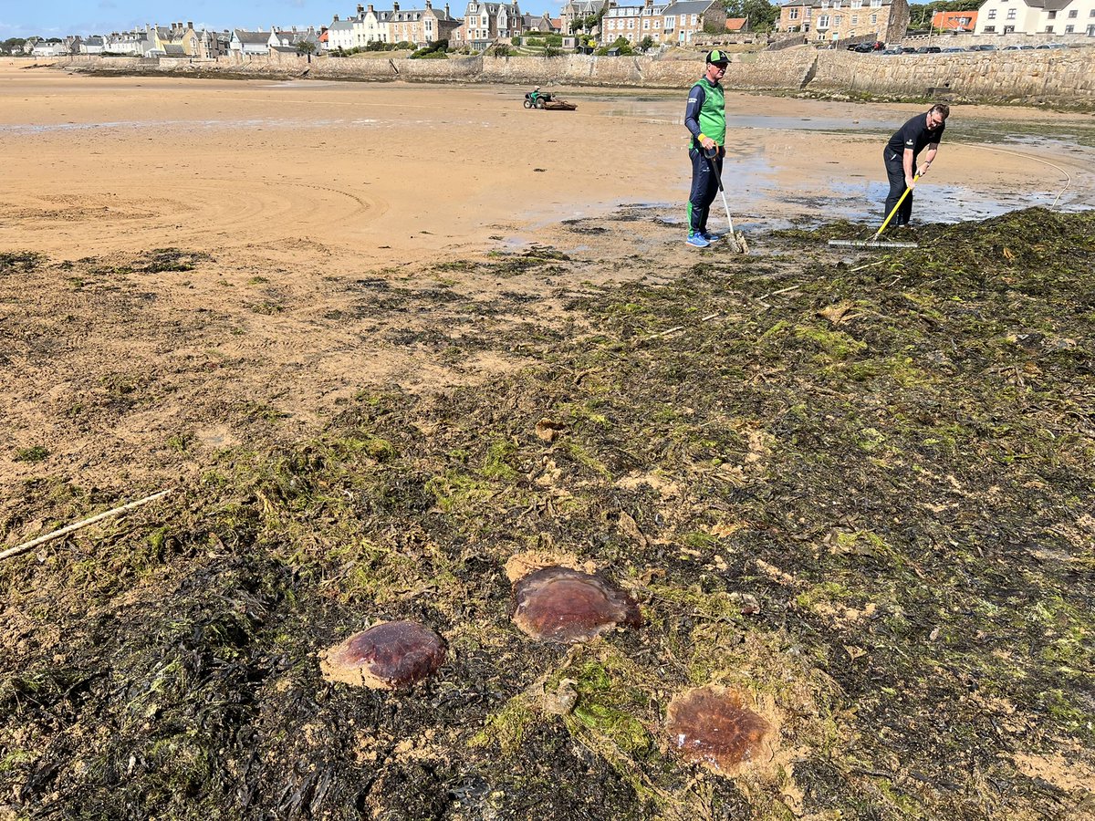 Mark Austin (@markaustintv) on Twitter photo My beach cricket debut in Scotland featured an attractive 2 runs … 0 wickets …and some interesting pitch clearance issues beforehand !! <a href="/elieshipinn/">Ship Inn Elie</a> My beach cricket debut in Scotland featured an attractive 2 runs … 0 wickets …and some interesting pitch clearance issues beforehand !! <a href="/elieshipinn/">Ship Inn Elie</a>