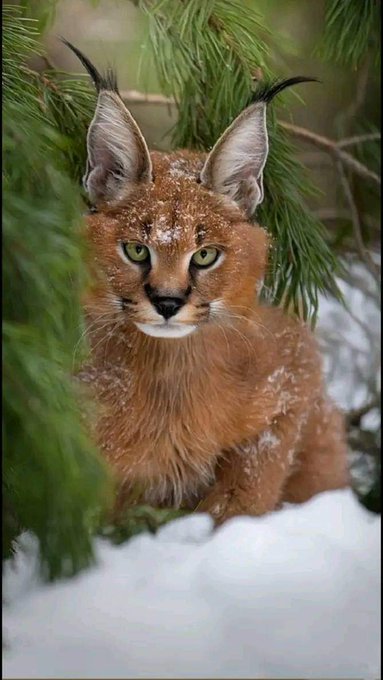 cute caracal in the snow