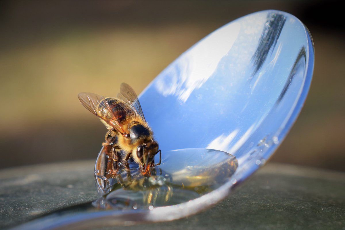 AshworthHoney's tweet image. A honeybee collects just 1/12 teaspoon, or 0.6g of honey in her lifetime.  
When buying honey, please remember you get what you pay for - if it's cheap, it's probably adulterated with artificial syrups. Know your beekeeper #buylocal #honey #qualityoverquantity @britishbee