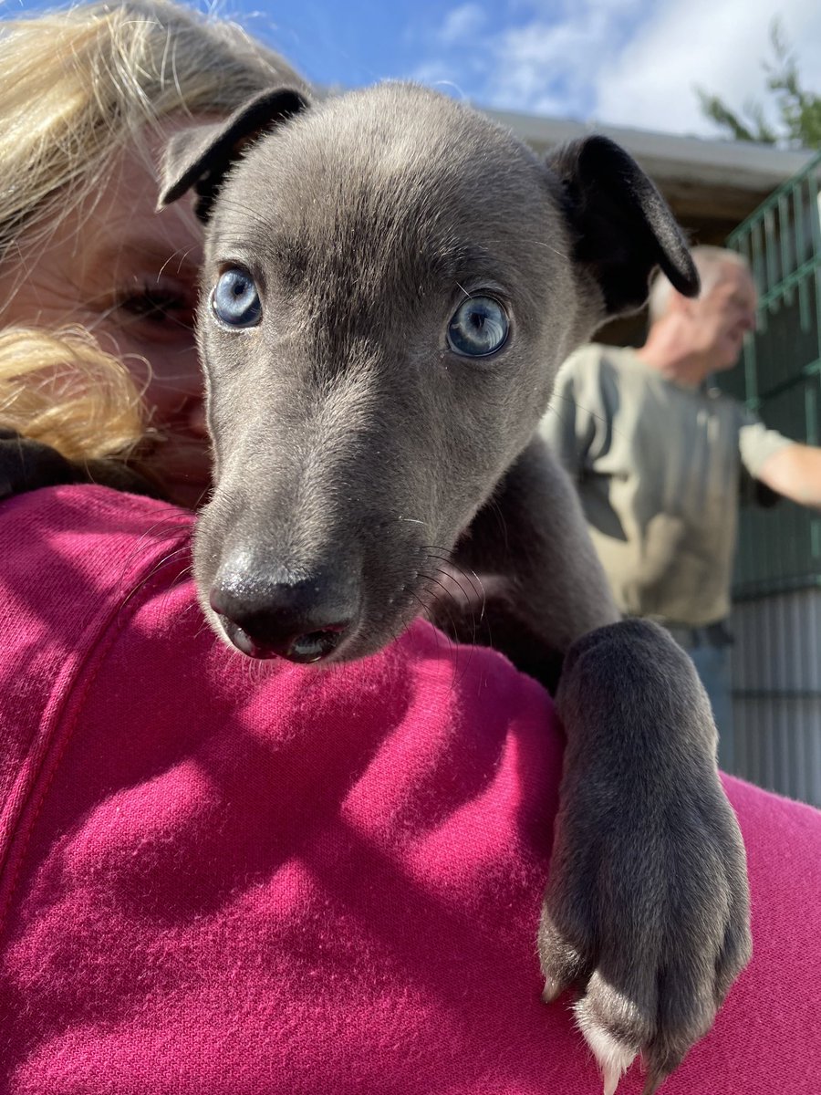 FOBRacing's tweet photo. Ravenswell Freja looking in great nick when we visited her yesterday 

The whole litter are obviously thriving 

#BritishBred https://t.co/e1oB6tPjnc