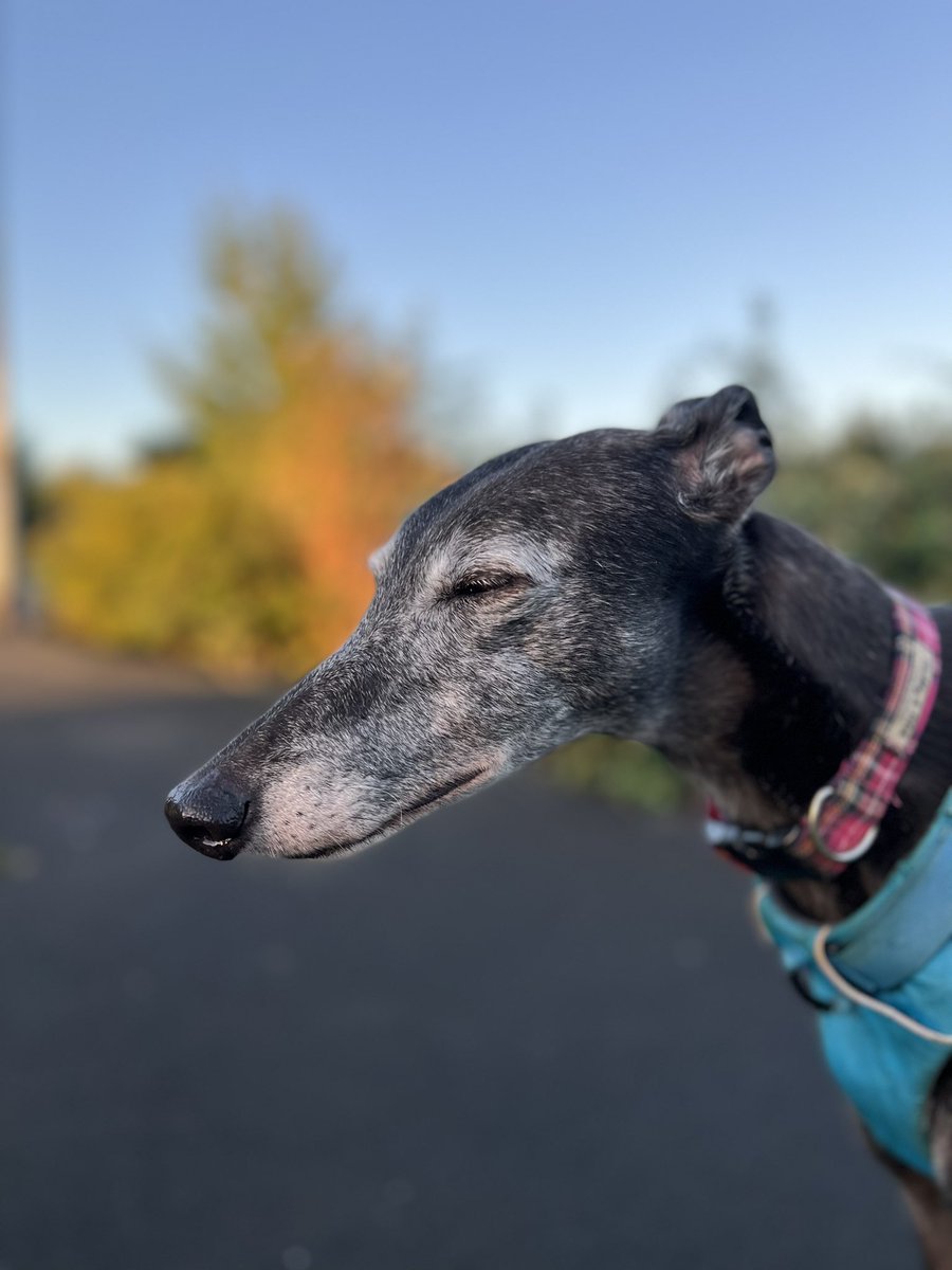 Loafnelly's tweet photo. (D) As you can see I was still half asleep on my morning walk. https://t.co/qqpuarYIhc