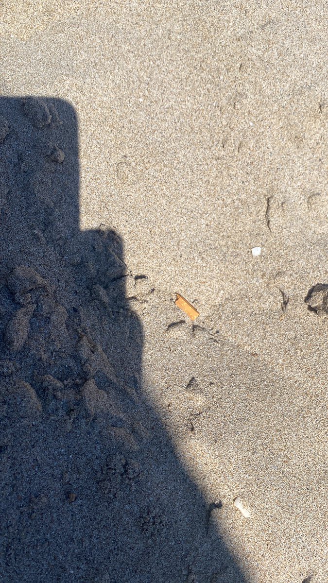 Cucortin's tweet photo. Mucho se ha comentado de la lamentable #limpieza de las calles de #Cartagena, ejemplo frente colegio Franciscanos. Pero es q el estado de la arena en #LaManga es peor, playa llena de colillas, bolsas, etc. @AytoCartagenaES por qué el tractor de limpieza nocturna no pasa a diario? https://t.co/bB9IjRwAC1