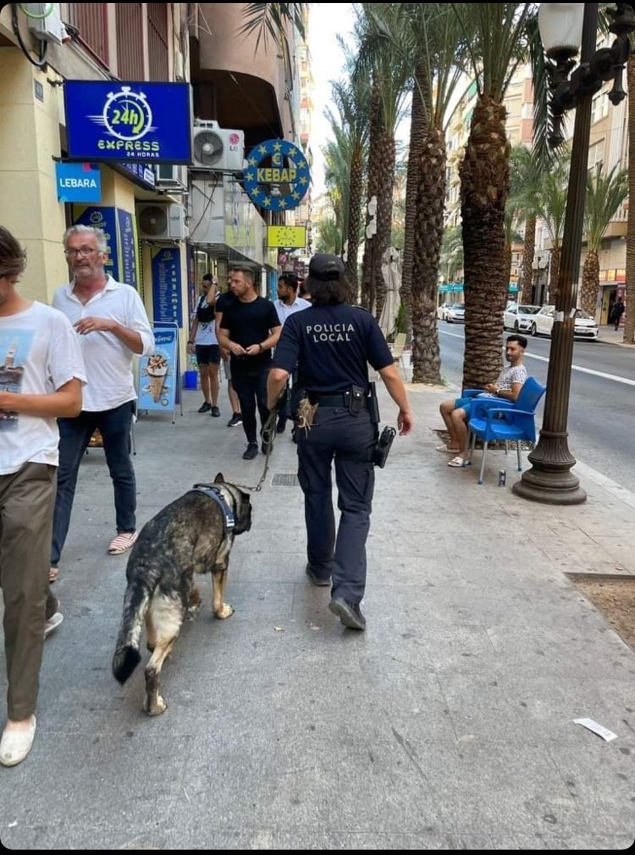 AGCPLE1's tweet photo. Unos de los principales objetivos de la policía es la prevención y garantizar la seguridad ciudadana. Y gracias a nuestros compañeros de cuatro patas todo es mucho  más fácil.

"Unidad canina de Alicante "

#k9 #workingdog #policia #guardiacivil #k9dog #dogpolice #k9soflivepd https://t.co/TyQHgprRkr