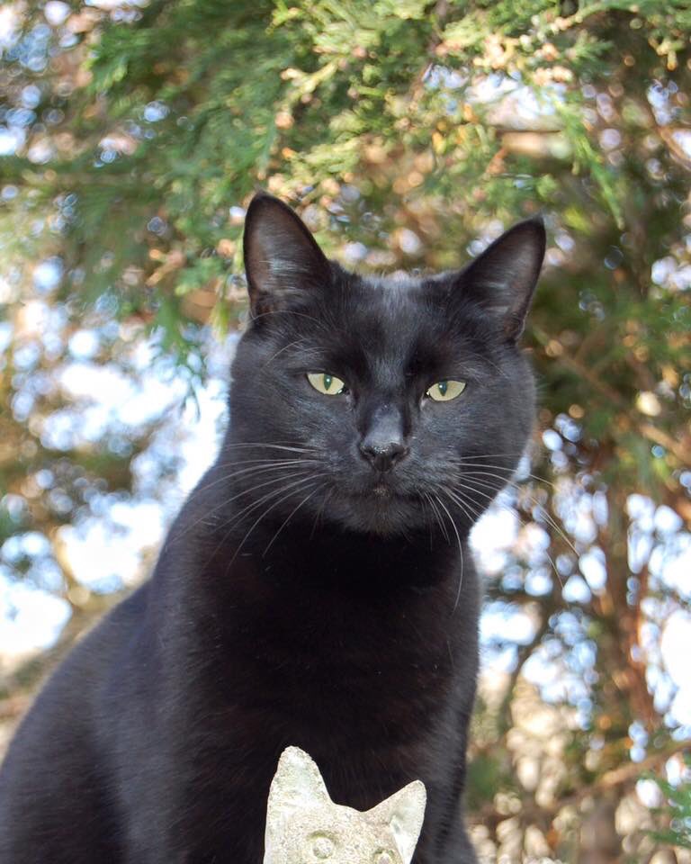 DiscoDaveCatman's tweet photo. I’ve taken early retirement and always liked social media and now I’m getting into twitter but I need a few more followers. I like cooking, art, outdoors, @TalkTV but my cats are a huge part of my life. I need more followers or I’ll end up talking to myself! #CatsOfTwitter 😻😻😻 https://t.co/8pJwhLteUm