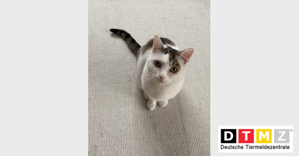 bogdanowskyru's tweet photo. #Suchmeldungen #Katze #vermisst #Hauskatze 18.08.2022 - Katze Diva vermisst in 83671 Benediktbeuern https://t.co/KXuVOGuDwr https://t.co/j55XWIHlVT
