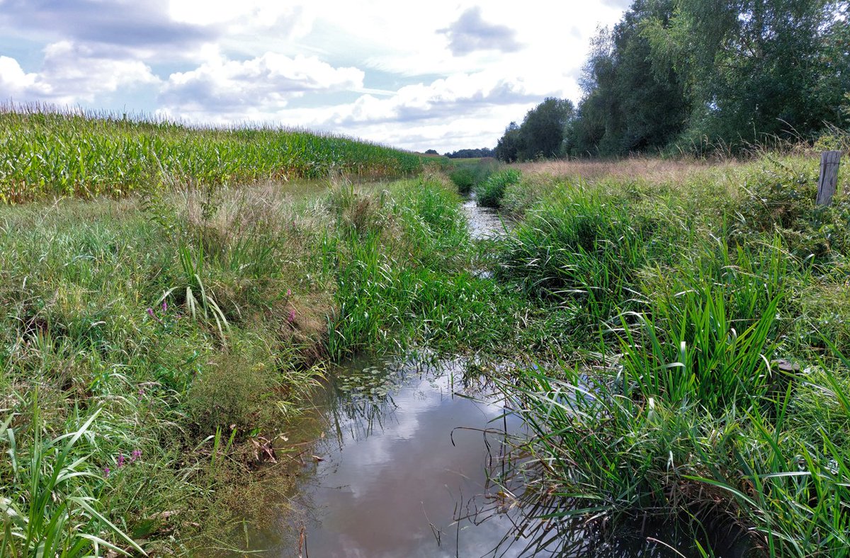 HeijdenJozef's tweet photo. De #Raamsloop bij Hulsel.
Hoe verder stroomafwaarts (benedenstrooms), des te minder water in de beek staat. 500 meter verder staat er geen water meer in de beek. enkel een vochtige bodem.
@BoswachterFrans @wddommel @gemeenteRDM #Hulsel https://t.co/JpQ9mEjbHQ