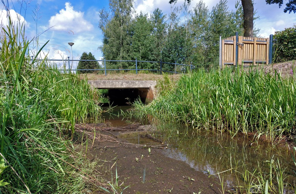 HeijdenJozef's tweet photo. De #Raamsloop bij Hulsel.
Hoe verder stroomafwaarts (benedenstrooms), des te minder water in de beek staat. 500 meter verder staat er geen water meer in de beek. enkel een vochtige bodem.
@BoswachterFrans @wddommel @gemeenteRDM #Hulsel https://t.co/JpQ9mEjbHQ
