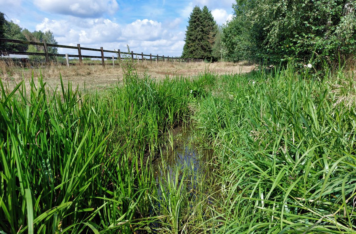 HeijdenJozef's tweet photo. De #Raamsloop bij Hulsel.
Hoe verder stroomafwaarts (benedenstrooms), des te minder water in de beek staat. 500 meter verder staat er geen water meer in de beek. enkel een vochtige bodem.
@BoswachterFrans @wddommel @gemeenteRDM #Hulsel https://t.co/JpQ9mEjbHQ