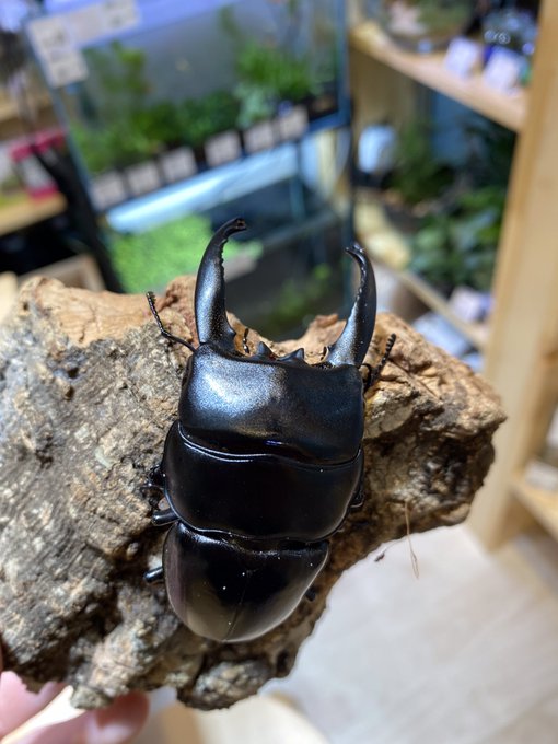 チャーム恵比寿店はどんなところ コケテラリウム体験をやってみた アクシズ東京 アクアリウムを静かにやりたいの