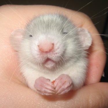 Rats tweet media