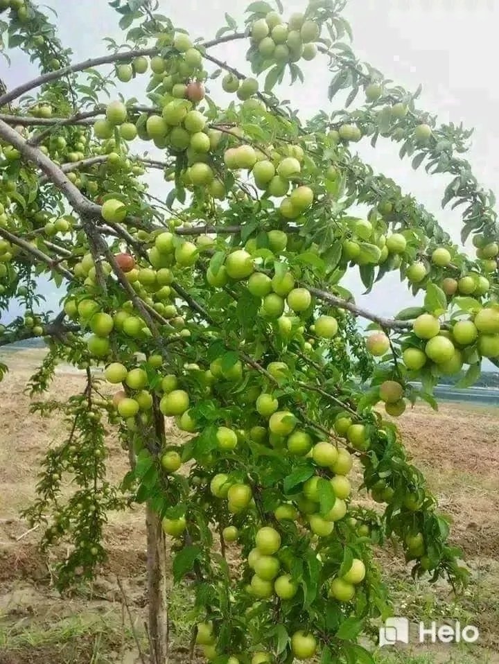 यह कौन सा फल है😋😋😋