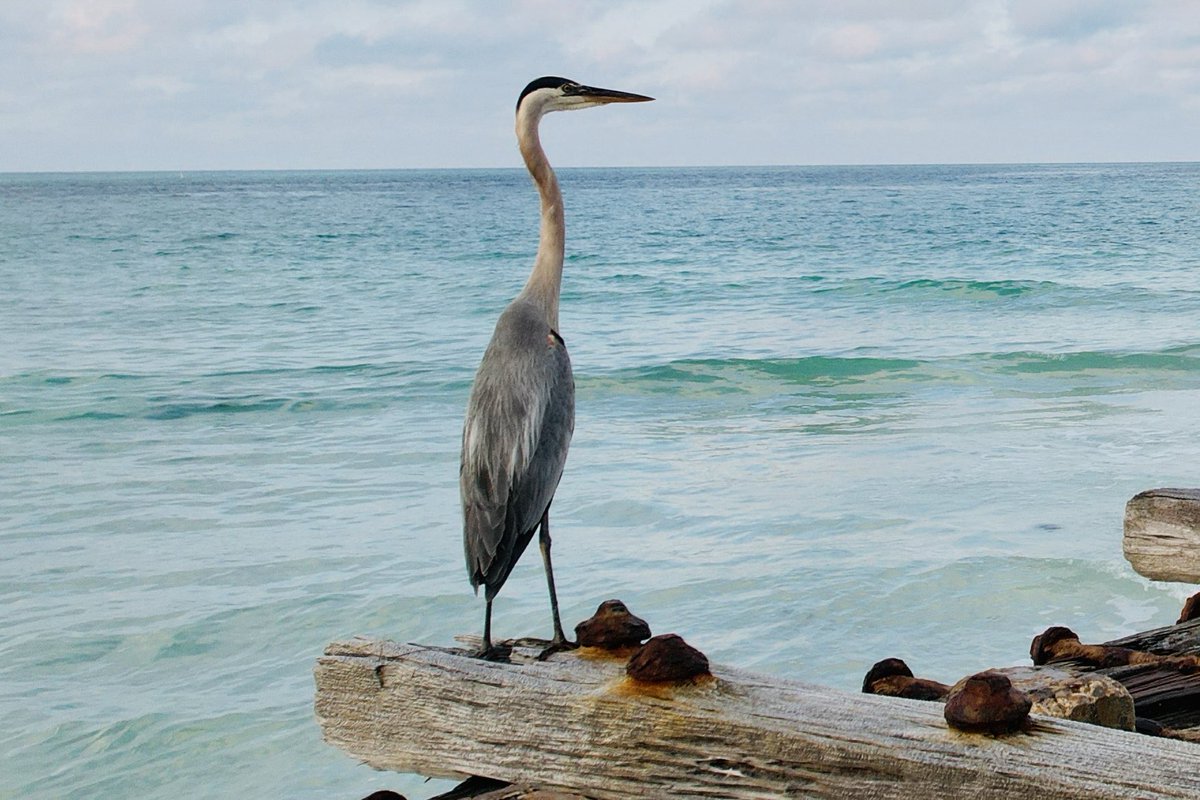 RickThress's tweet photo. DJI photos Anna Maria Island ⁦@DJIGlobal⁩ https://t.co/u3385XjNBN