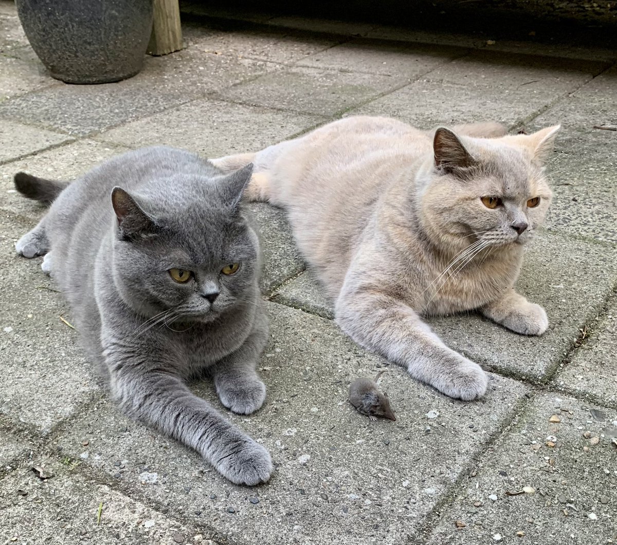 tulp_ida's tweet photo. @susansmitauteur Britse korthaar, wát een geweldige katten😍 https://t.co/blSrbTCdIf