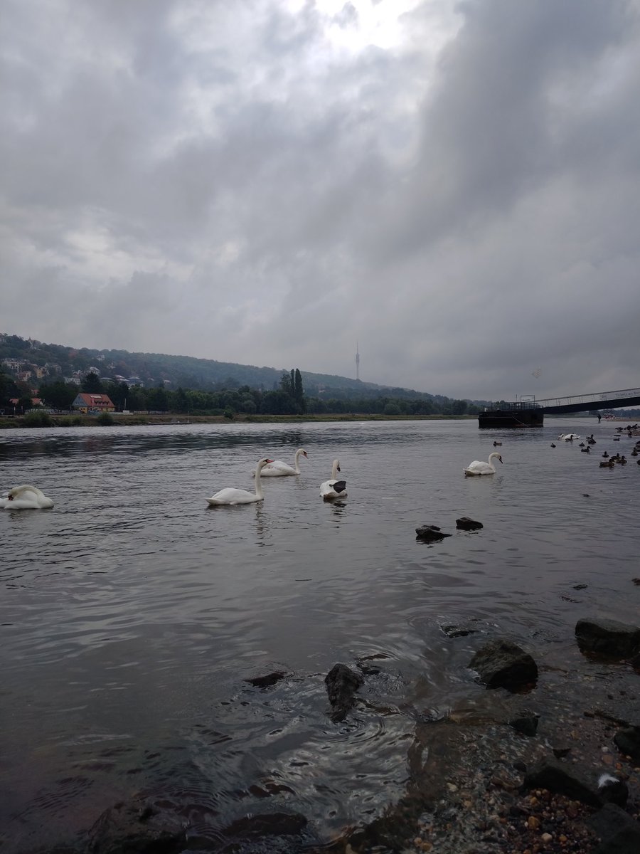 Gloomy #Elbe, #Dresden. 
#swan #clouds #greydaytour #NaturePhotography