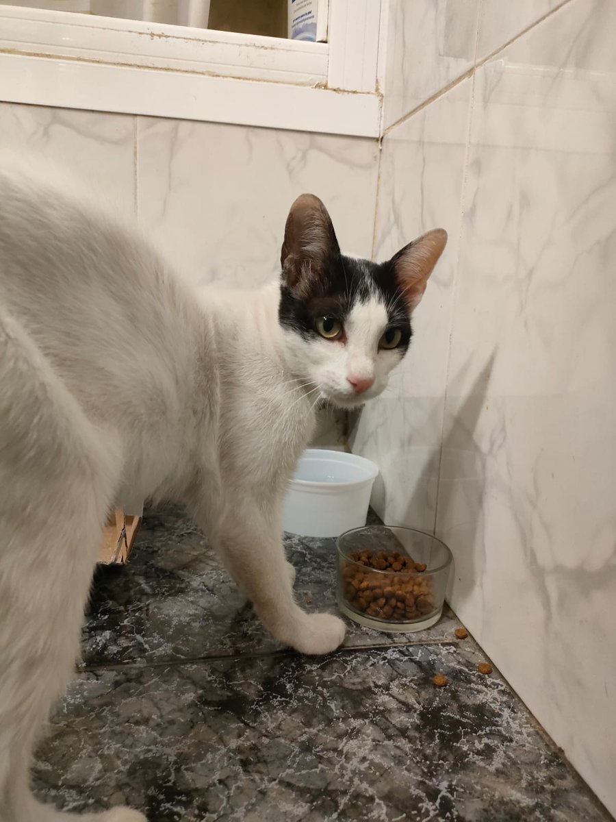 huellassalvadas's tweet photo. 📣 CASO EXTERNO 📣

Gatita encontrada en la zona de las casitas del paseo "caja de ahorros" Roscar (Elche). Fue encontrada ayer en la madrugada, es muy dócil. Si alguien la reconoce por favor contactad con este número de teléfono: 628681945 https://t.co/aoGFcPb1JB
