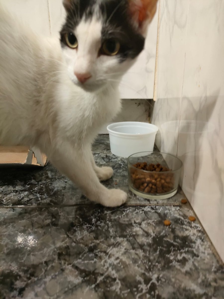 huellassalvadas's tweet photo. 📣 CASO EXTERNO 📣

Gatita encontrada en la zona de las casitas del paseo "caja de ahorros" Roscar (Elche). Fue encontrada ayer en la madrugada, es muy dócil. Si alguien la reconoce por favor contactad con este número de teléfono: 628681945 https://t.co/aoGFcPb1JB