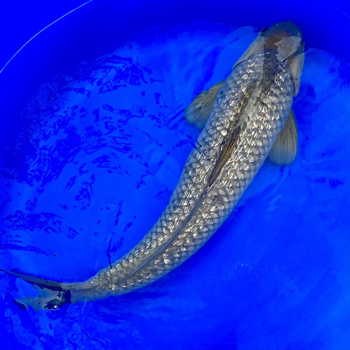 AquaticsKoi's tweet photo. 😍Absolutely stunning 26” Soragoi at one of our customers ponds😍
🔥Excellent quality on such a large fish🔥
💍Solid Silver💍
#Soragoi #Koi #KoiCarp #KoiFish #SoragoiKoi #GinRinSoragoi #GinRin #Pond #PondFish https://t.co/SHz9NEr4yD