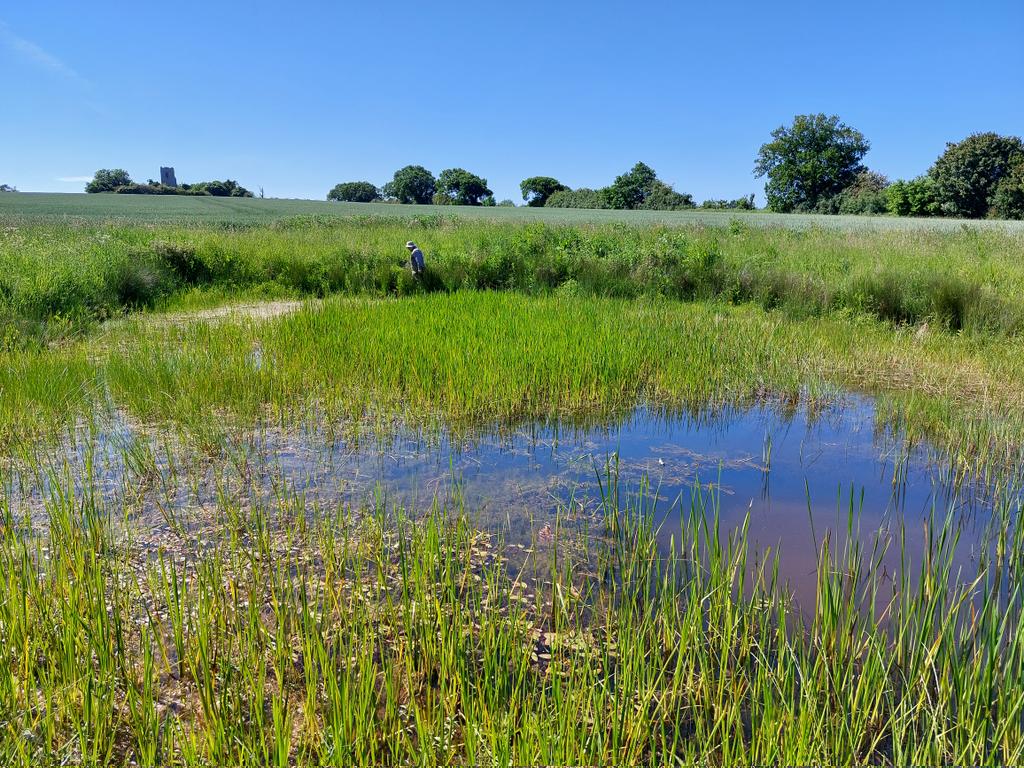 norfolkponds's tweet photo. A glorious farm #pond looked down upon by a medieval church ("Chach" as we say in #Norfolk). The pond could be as old as the Chach. Full of all sorts of plants, including the rare Tassel Stonewort. Old ponds are irreplaceable. They cradle the old landscape into the present https://t.co/MRVQh88SPX