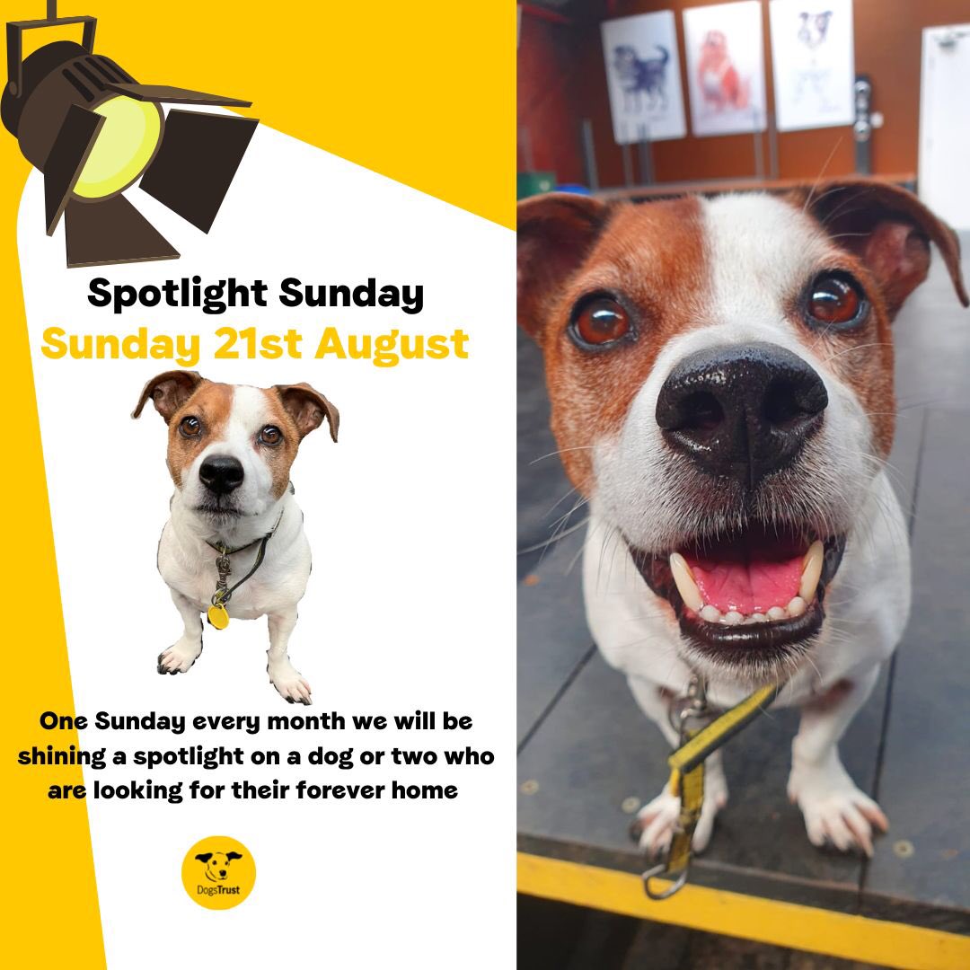 DT_WestCalder's tweet photo. The Amazing Alfie 😀 our Spotlight Sunday star ⭐️ is all smiles this weekend. He’s still looking for a cozy sofa 🛋 to call his own. Find out more about this happy boy on our website🧑‍💻 #AdoptDontShop #JackRussellTerrier #SpotlightSunday #DogsTrust @DogsTrust https://t.co/4azI75MmrK