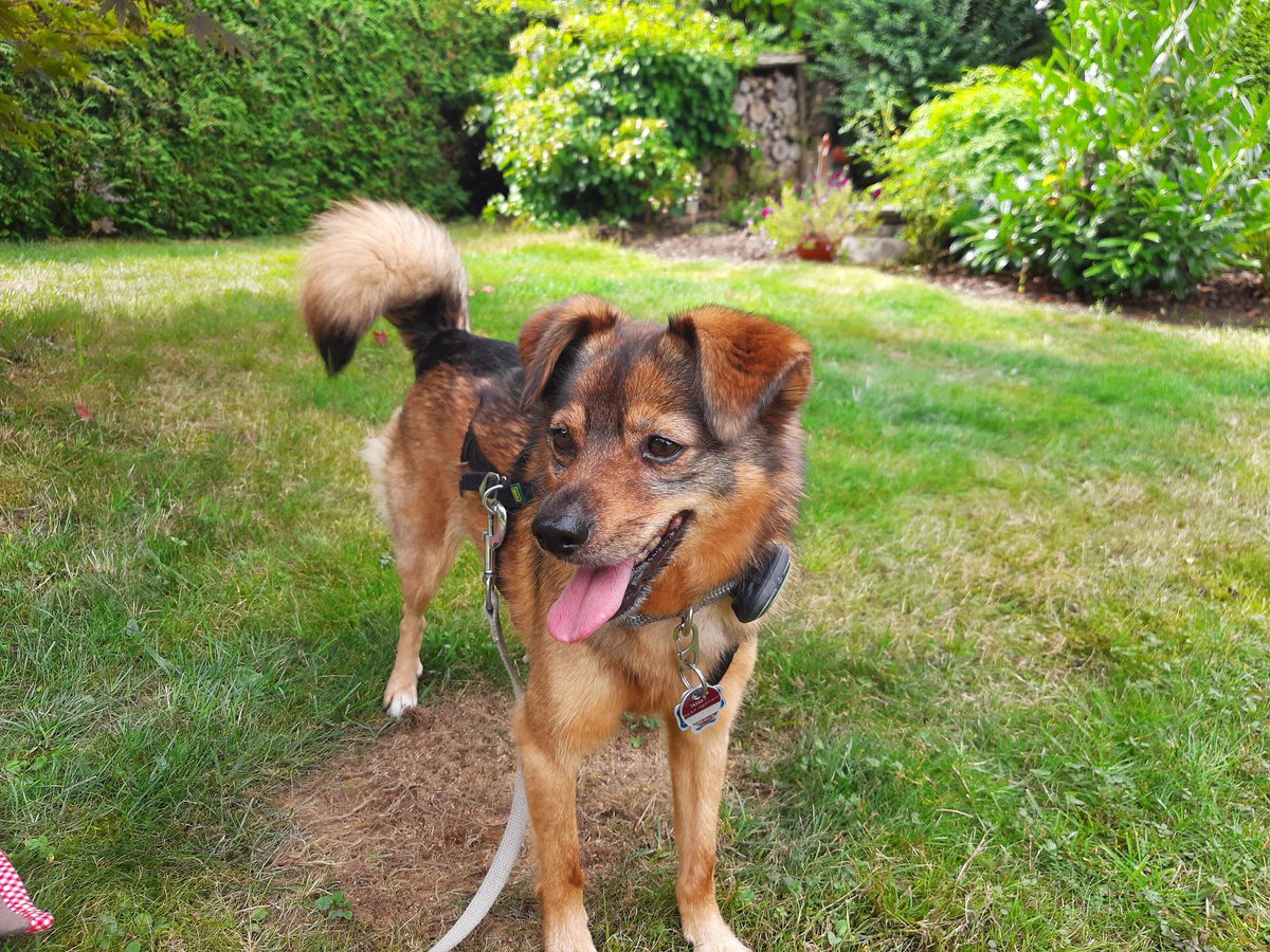 FrechdachsPaul's tweet photo. Hallo Schlawiener. Ich bin im Garten bei Oma und Opa https://t.co/3a5ClcSDnu